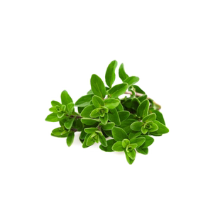 花彩杰克百里香盆栽新鲜香料可食用意面牛排西餐调料香草植物烘焙