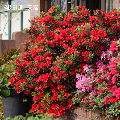 红皇冠安酷杜鹃花盆栽多季开花