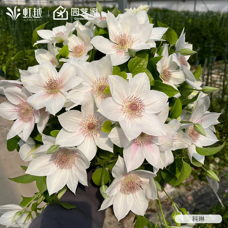 虹越铁线莲苗科琳F系市长红马丁铃铛魔法师耐寒好养爬藤盆栽多季,鲜花速递/花卉仿真/绿植园艺,藤本/攀援植物,淘宝优惠券,粉丝福利购,淘宝优惠卷