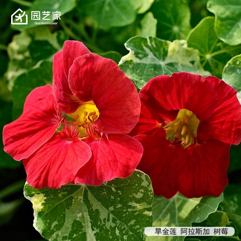 园艺家旱金莲种苗可观花观叶插花阳台庭院盆栽地栽好养长势强