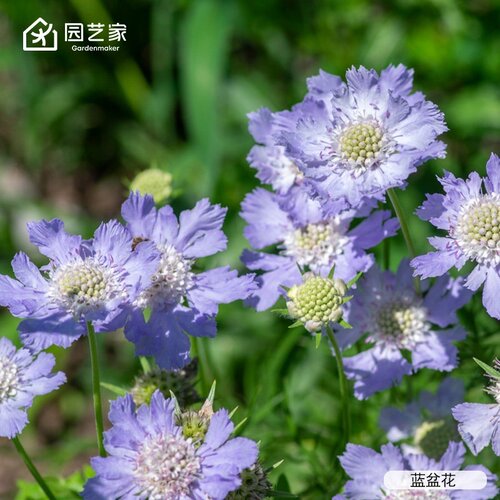 虹越种苗蓝盆花风铃草洋桔梗大滨