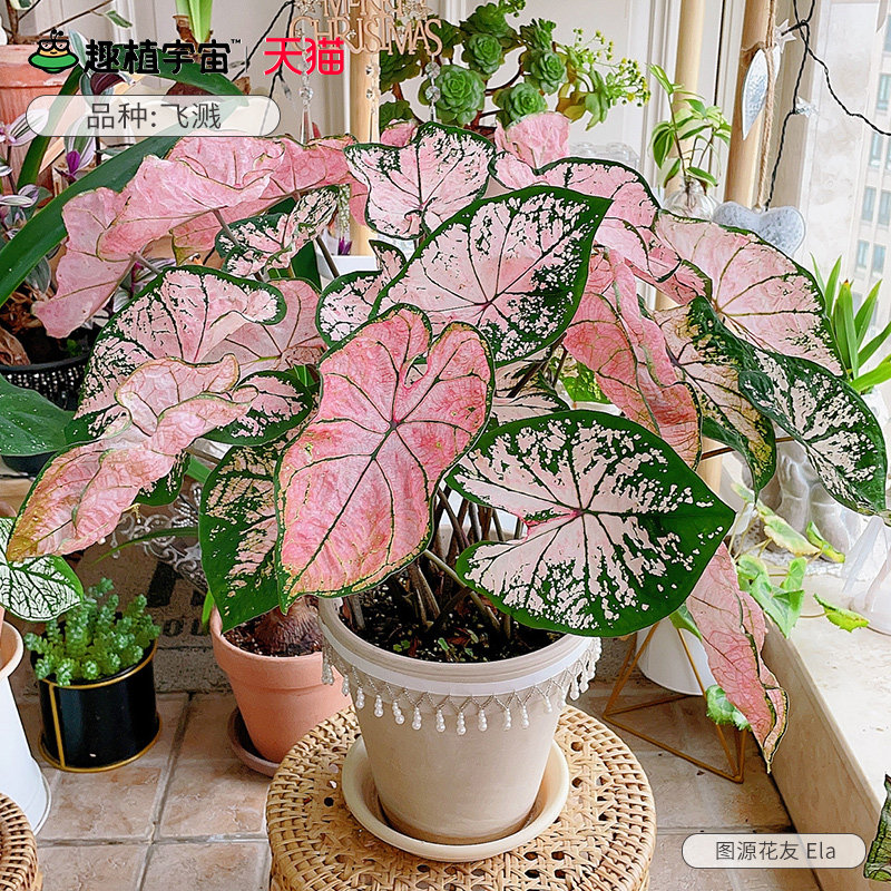 ��Խ��ɫ���˲�Ҷ�������ɫ�ɽ�������̨��ֲ�������Ժ���������