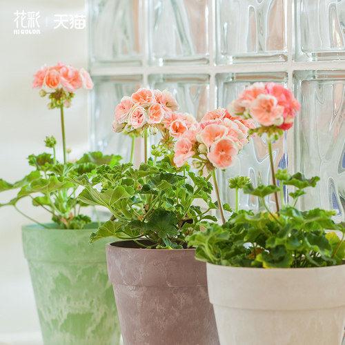 丹麦多年生观花植物阳台花园