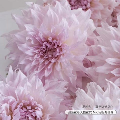 大丽花种球夏伊洛诺艾尔