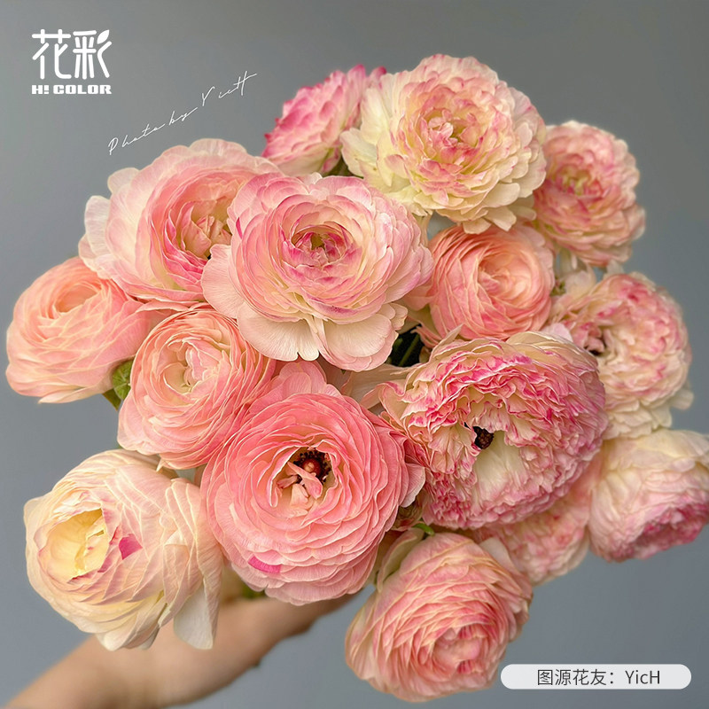 花彩进口巨星花毛茛种球多年生图片