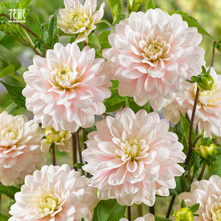 花彩重瓣大丽花盆栽阳台银年庭院地栽耐寒好养多年生球根春季开花