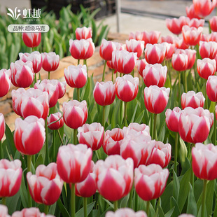 超级马克郁金香种球自然球5度球进口花种土培园艺盆地栽花卉虹越