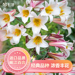 岷江百合花种球香水虹越进口多年生地栽四季盆栽种子花卉新球预售