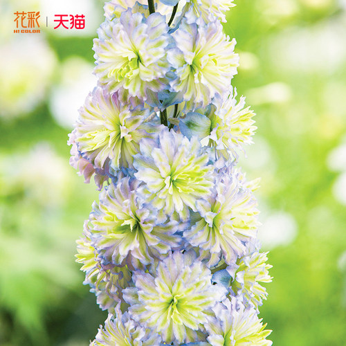 花彩高地人系列飞燕草耐寒