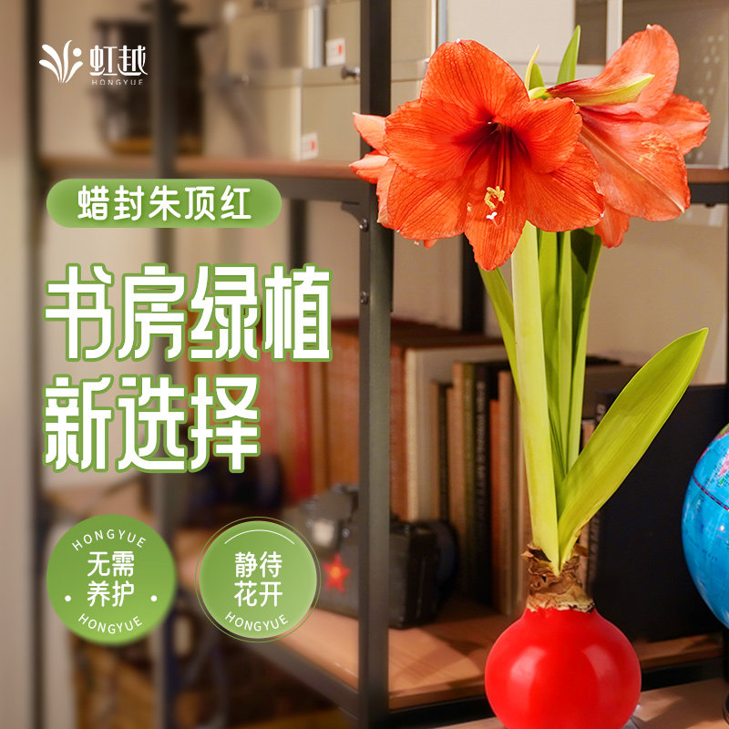 蜡封朱顶红进口种球阳台家居好养懒人花真花球书房摆件朱顶红蜡球,家居饰品,摆件礼盒/套组,淘宝优惠券,粉丝福利购,淘宝优惠卷