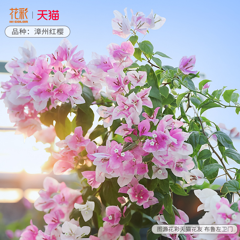 花彩绿樱三角梅盆栽小苗阳台卡亚塔四季好养活勤花树苗漳红樱耐热