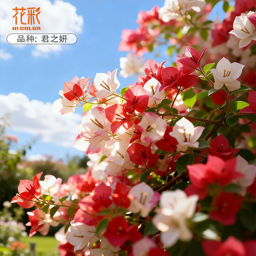 虹越花彩新品三角梅“君之妍”