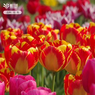 进口大花型郁金香种球5度球班雅荷兰花种水培土培盆地栽花卉虹越