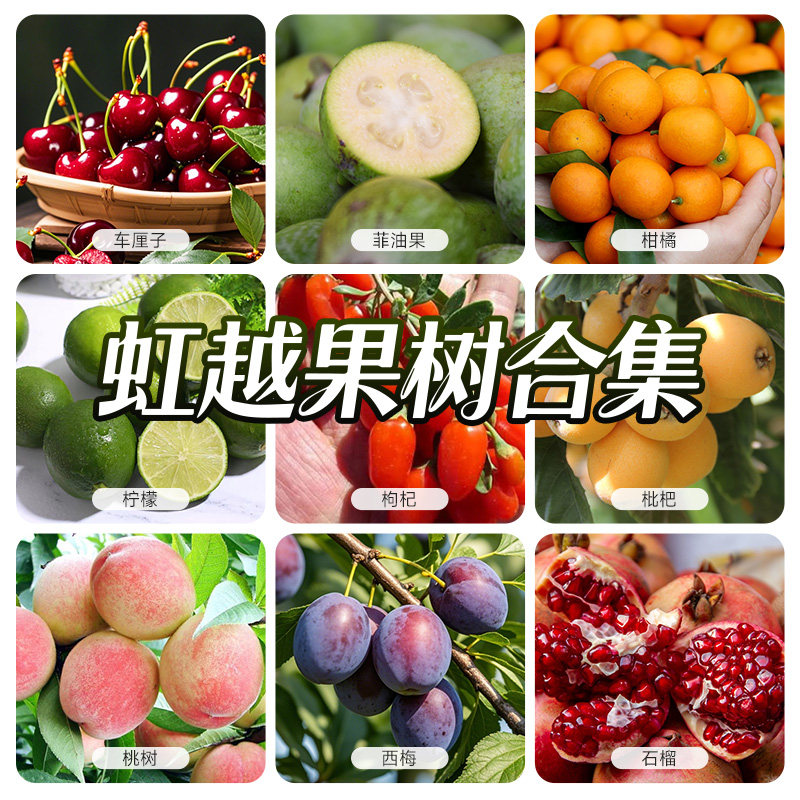 园艺家果苗盆栽南北方果树车厘子橘子柠檬无花果李子苹果太秋甜柿