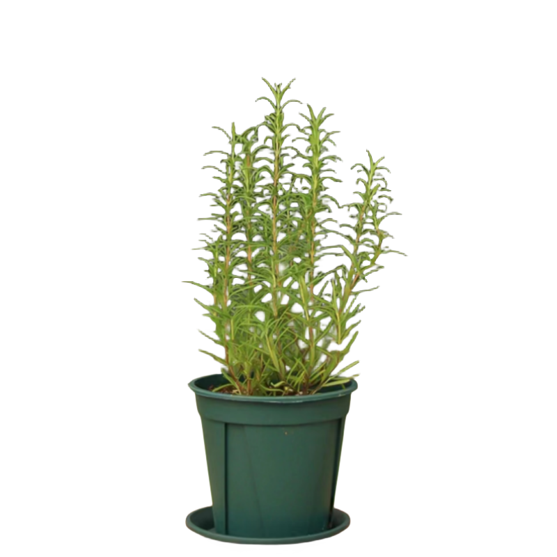 花彩迷迭香盆栽香草植物香料理西餐烹饪阳台花园常绿植观叶有香味