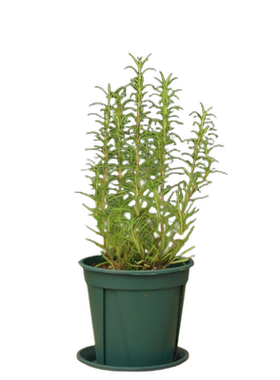 花彩迷迭香烹饪香草植物懒人盆栽
