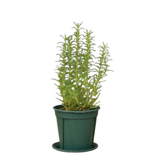 花彩迷迭香盆栽香草植物香料理西餐烹饪阳台花园常绿植观叶有香味