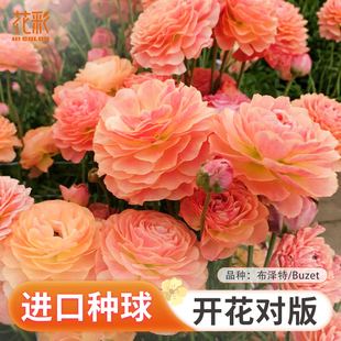 2026虹越进口蝴蝶花毛茛裸根巨星洋牡丹花球根花卉多年生种球预售