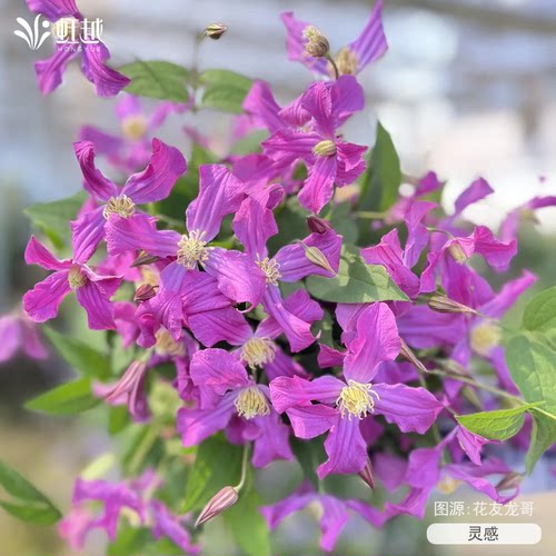 虹越虹越铁线莲苗乌托邦