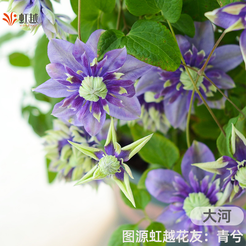 虹越铁线莲大苗乌托邦倒影爬藤植物约瑟芬重瓣铁线莲盆栽