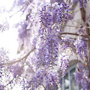 紫藤爬藤植物攀援花卉