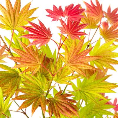 进口羽毛枫树橙色蕾丝金隐泰勒