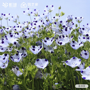 喜林草盆栽小花苗多年生草本花卉虹越花园庭院花镜好养低维护花卉