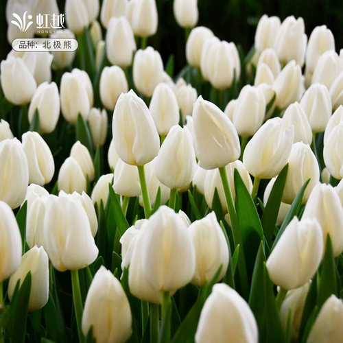 进口白色浅色郁金香5度球