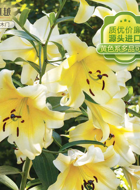 秋百合花种球黄天霸虹越荷兰进口香水百合木门黄橙色可盆栽地栽花
