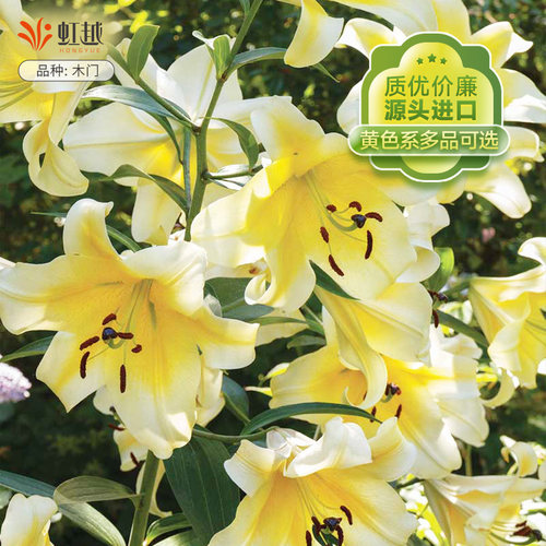 进口百合种球虹越进口品质多品种