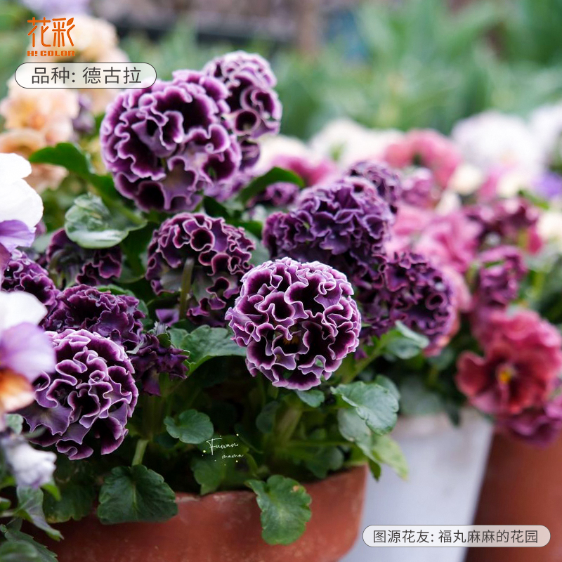 皱边角堇花种子德古拉盆栽礼服