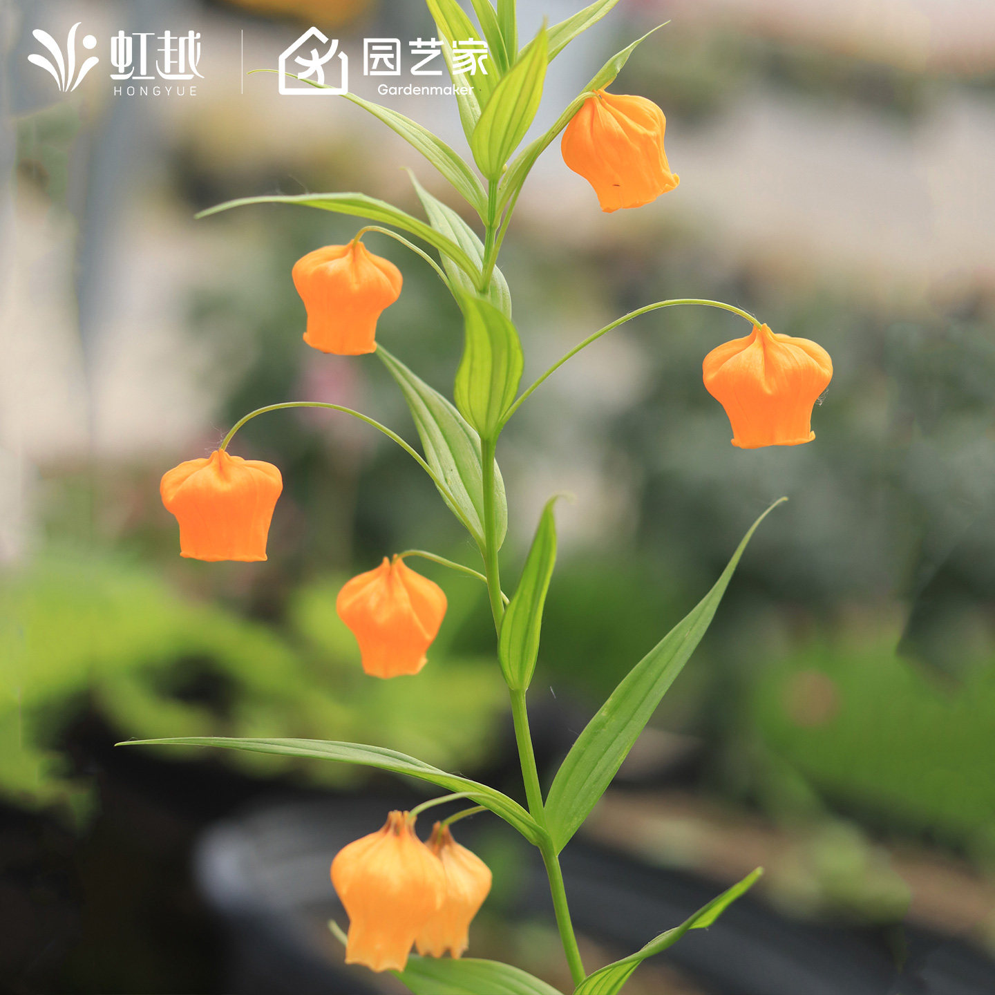虹越进口宫灯百合种球根块茎阳台可盆栽切花材圣诞风铃提灯花现货