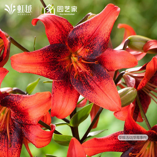 单重瓣百合种球进口香水百合天方夜谭爱丽丝夫人草莓事件虹越预售