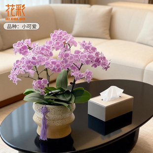 花彩客厅蝴蝶兰盆栽阳台室内兰花四季开花期长桌面茶几摆件年宵花