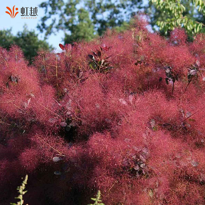 虹越进口烟树盆栽小苗花园庭院观叶观花多年生耐寒小乔木黄栌树苗
