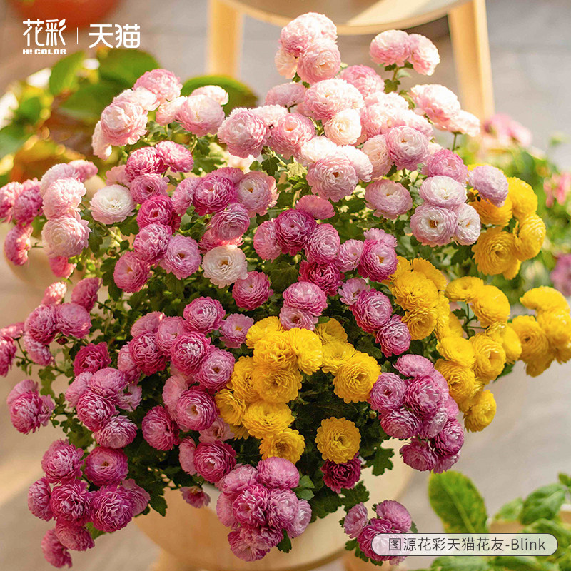 花彩球菊盆栽苗菊花阳台花园多年生庭院花境耐热耐寒易爆花期长