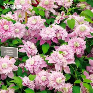 虹越铁线莲大苗乌托邦倒影苹果花蓝光小鸭许愿星经典 爬藤盆栽植物
