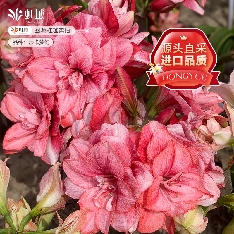 蒂卡梦幻朱顶红种球秘鲁进口