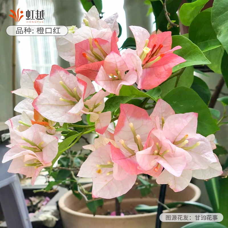 橙口红三角梅盆栽爬藤花多季开花