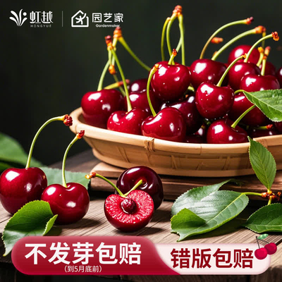 虹越车厘子裸根果树苗庭院阳台