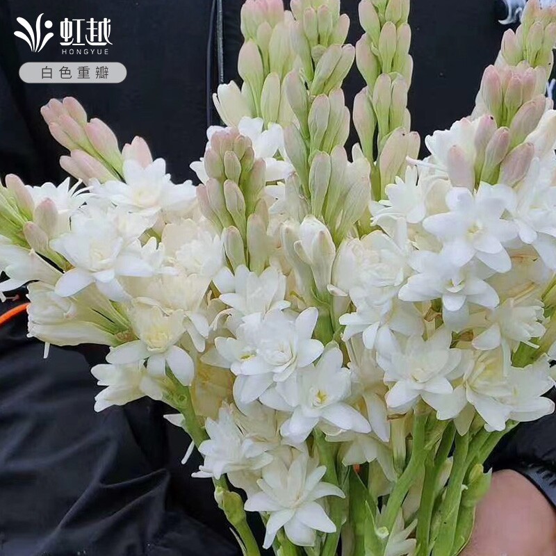 虹越晚香玉种球耐热花卉有香味图片