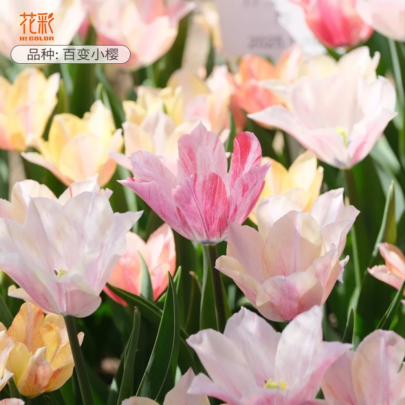 进口郁金香大球5度球土地栽耐寒