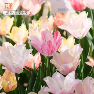 趣植宇宙进口郁金香大球5度球土培阳台盆栽耐寒庭院地栽花境预售