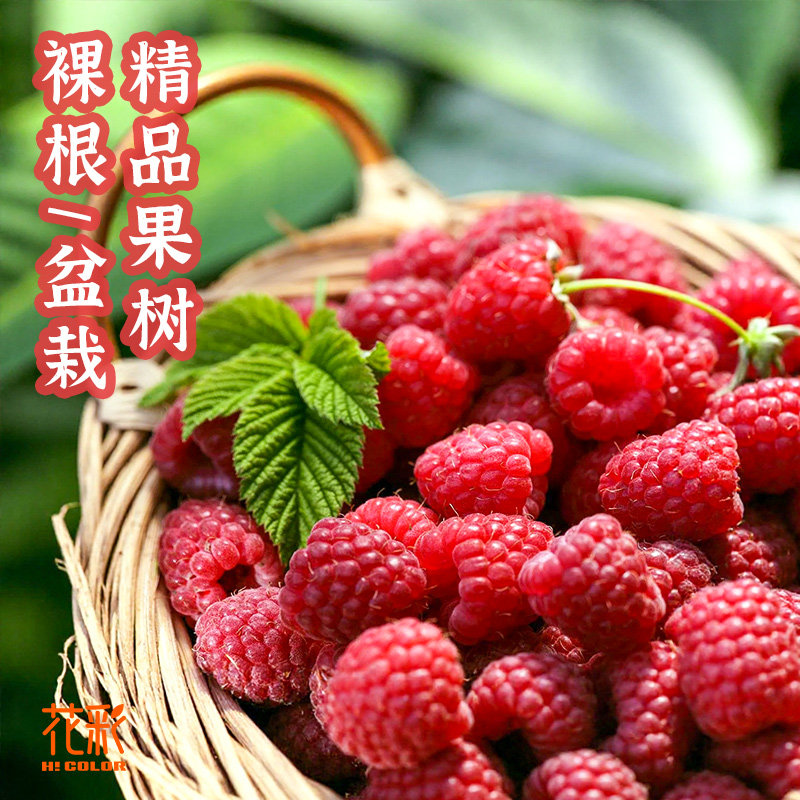 花彩果树裸根苗葡萄柑橘枇杷柿子树莓南北方庭院花园种植地栽耐寒