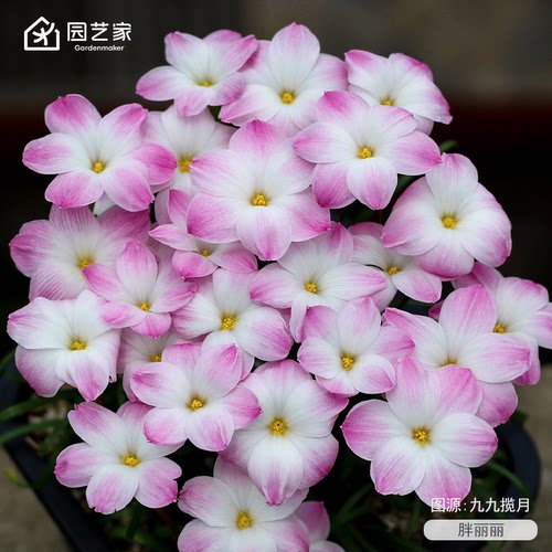 虹越观花植物耐热易爆盆风雨兰