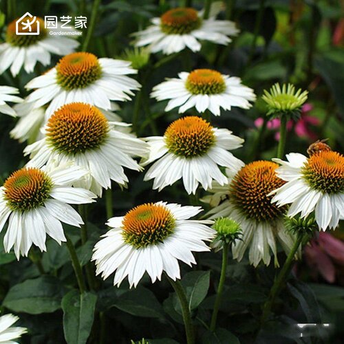 园艺家种苗松果菊小苗花园庭院耐热好养活宿根多年生盆栽阳台
