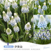 Sunrise grape hyacinth bulbs, indoor and outdoor, balcony potted, ground planted perennial flowers, imported Hongyue pre-sale thumbnail 2