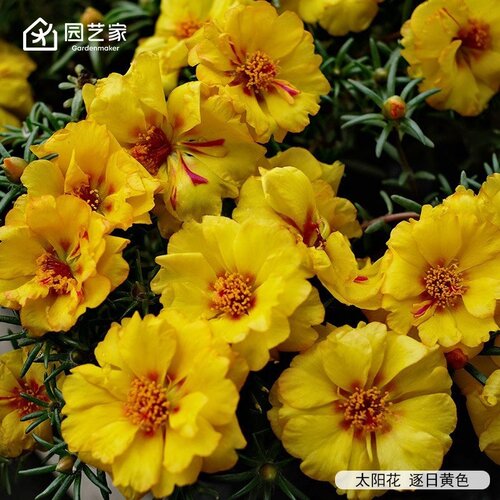 虹越太阳花耐热好养开花