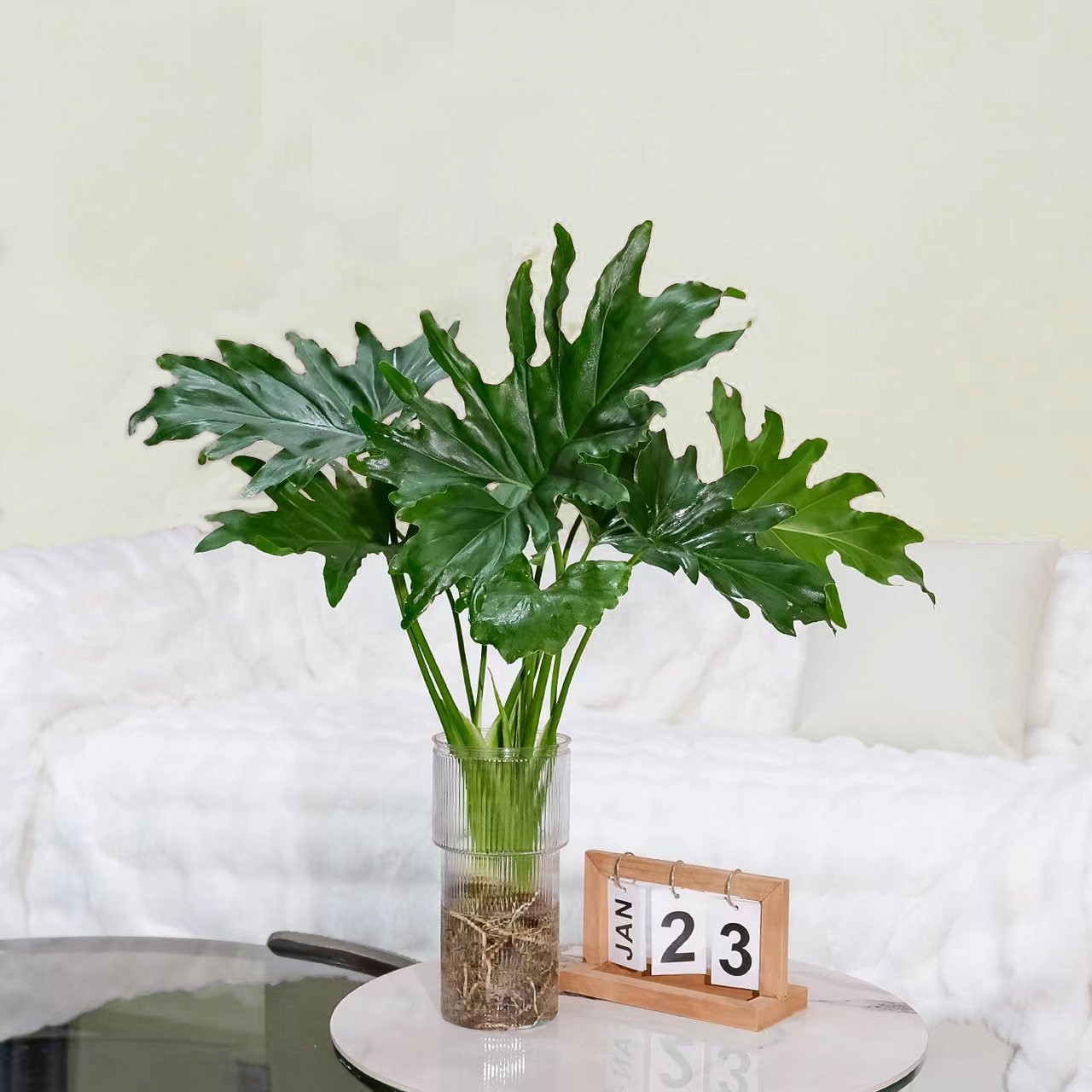 虹越春羽水培懒人绿植室内盆栽