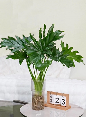 虹越春羽水培懒人绿植室内盆栽四季好养客厅办公桌面水养绿色植物